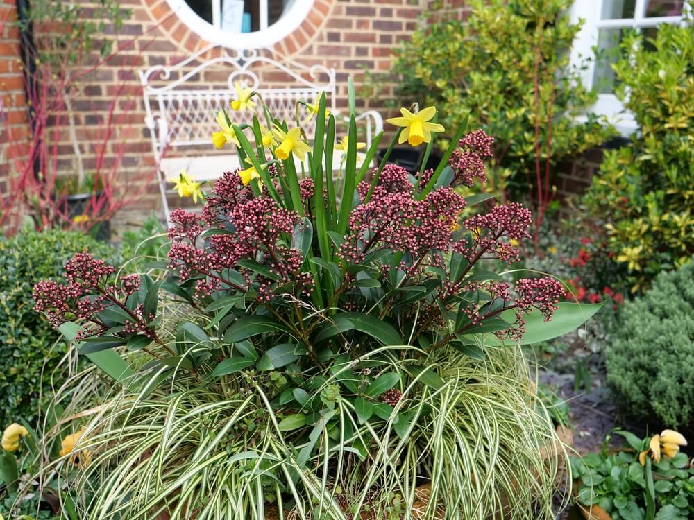 Skimmia plant met siergras