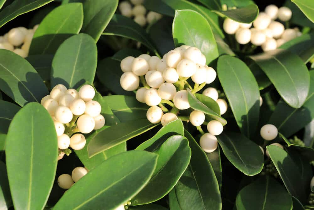 Witte bessen van de kew white skimmia