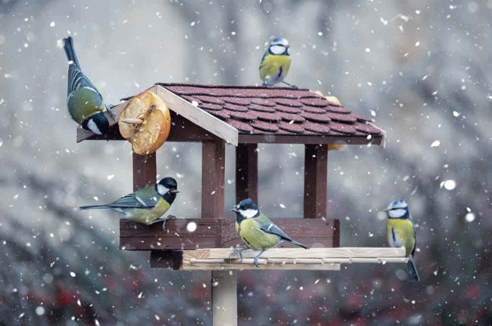 vijf pimpelmeesjes bij een vogelhuisje met stukje appel eraan