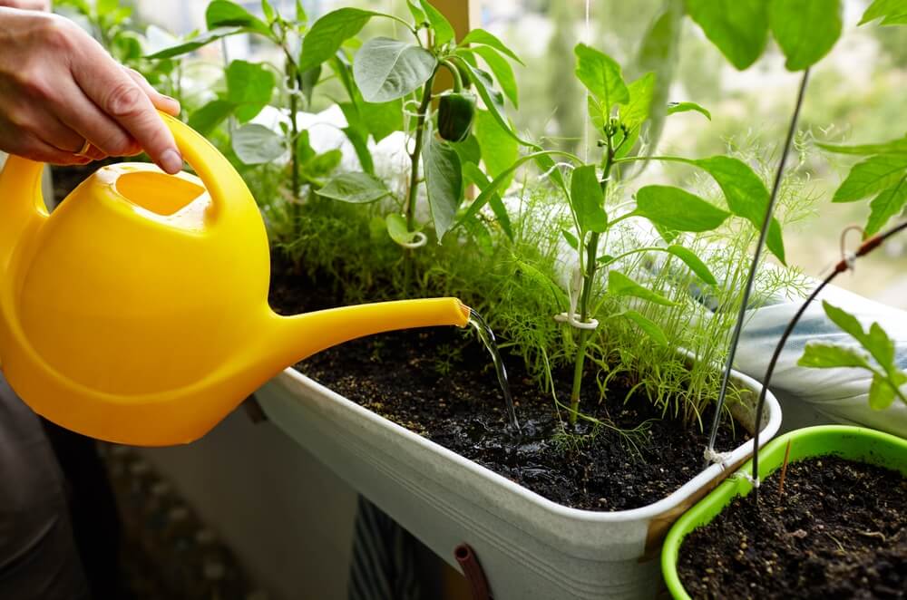 Iemand geeft water aan moestuintje in bakken