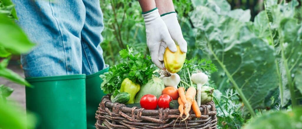 vrouw met handschoenen die verse groenten oogst