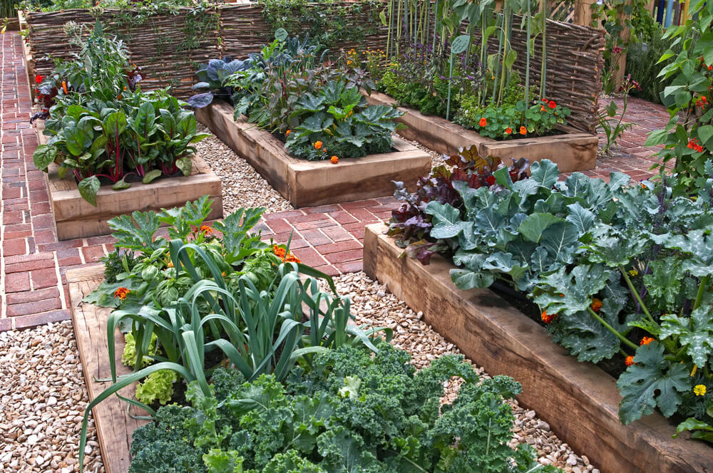 Diverse moestuinbakken met groente