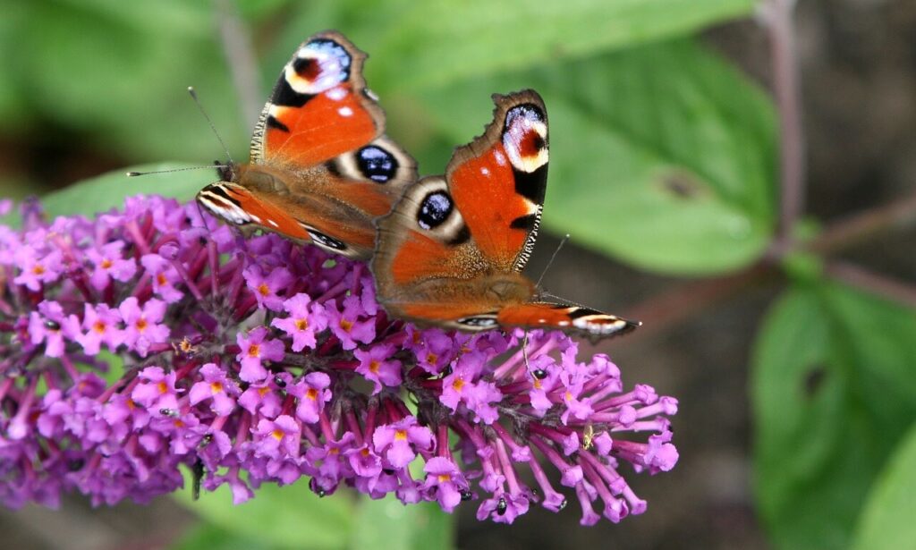 Close up van vlinderstruik met vlinder erop