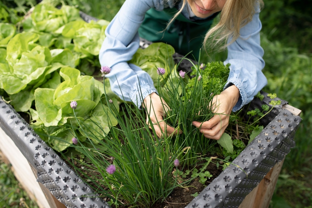 vrouw die combinatieplanten verzorgt