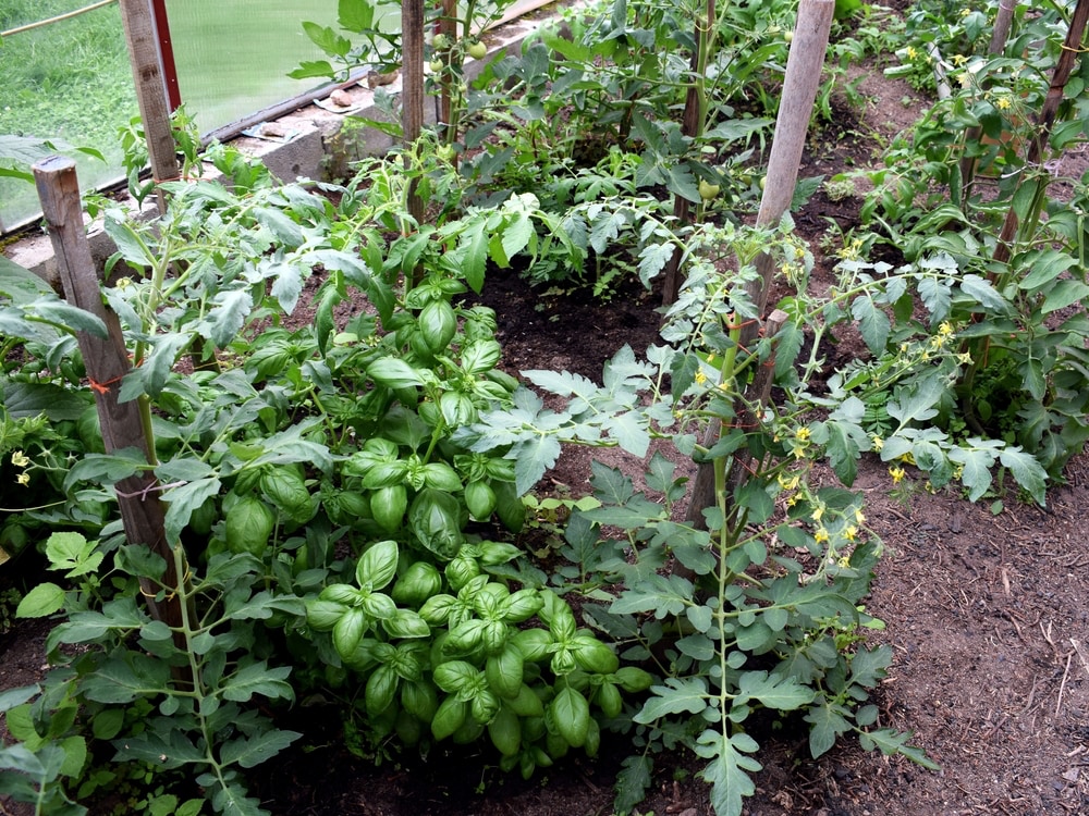 planten in een serre