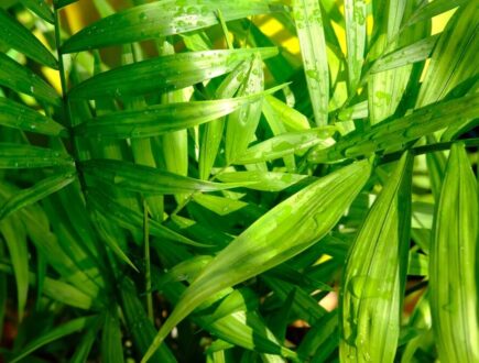 Close-up van kentia palm bladeren