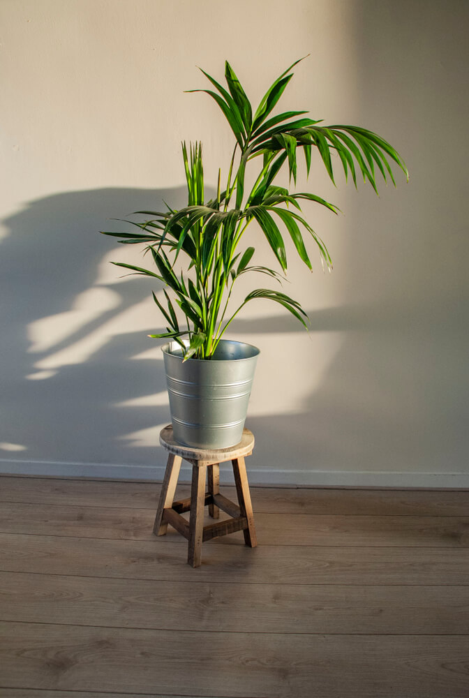 Howea palm in huiskamer