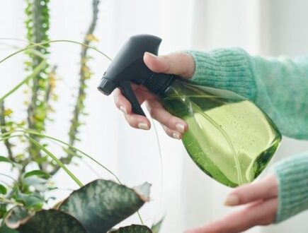 Iemand besproeit kamerplanten met plantenspuit