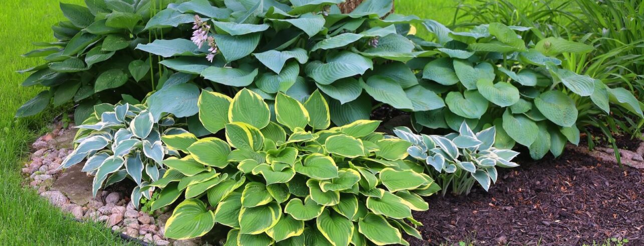 Hosta variëteiten