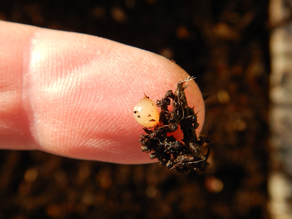 close-up van eitjes van compostwormen