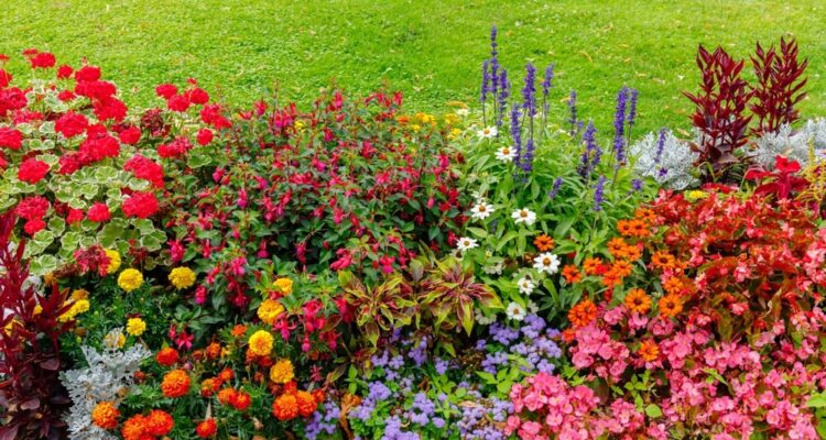 Het Hele Jaar een Bloeiende Tuin met Bloeiende Vaste Planten