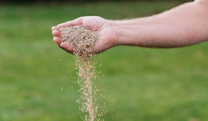 Iemand strooit graszaad op gazon
