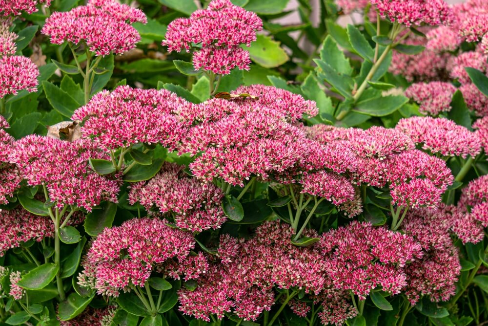 Roze bloemen hemelsleutel