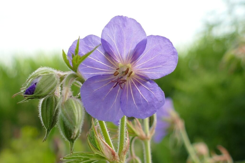 Blauw-paarse bloemen beemdooievaarsbek