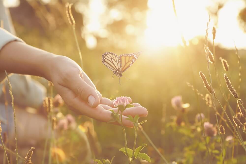Hand van vrouw en vlinder in weide bij zonsopgang