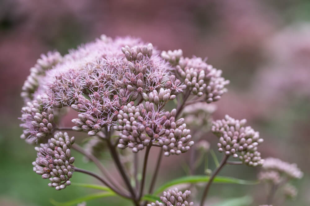 Oudroze bloemen koninginnekruid
