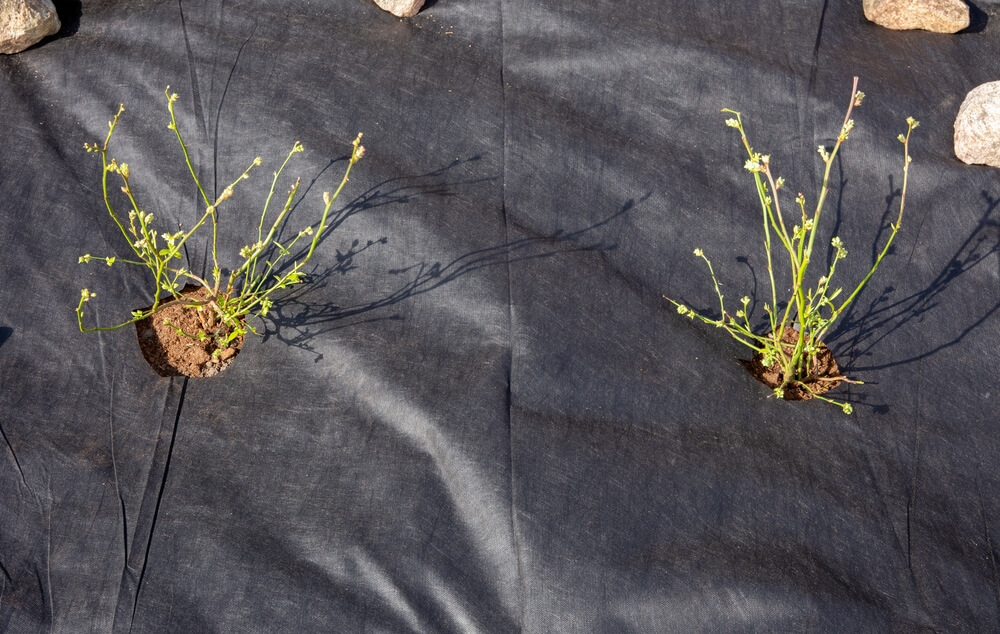 Onkruiddoek met twee plantjes erop
