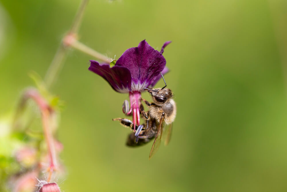 Bij op bloem wilde akelei