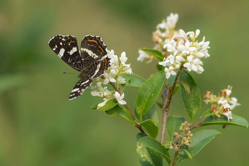 Ligusterstruik in bloei met vlinder erop