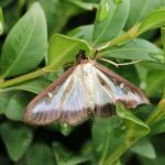 Buxusmot op blad