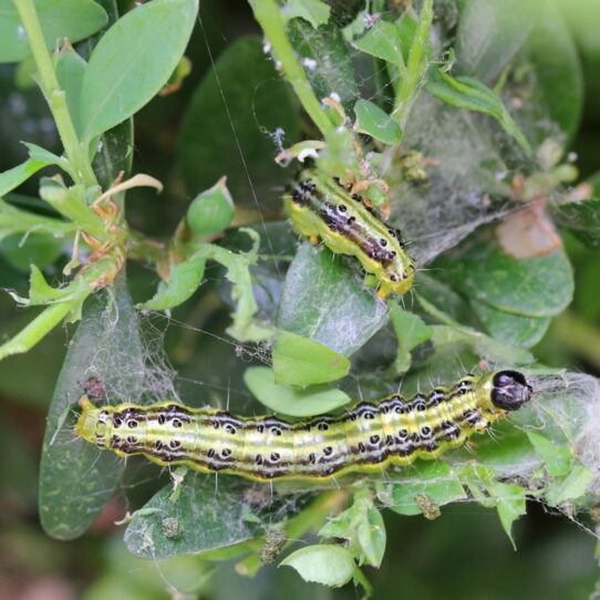 Buxusrups op blad