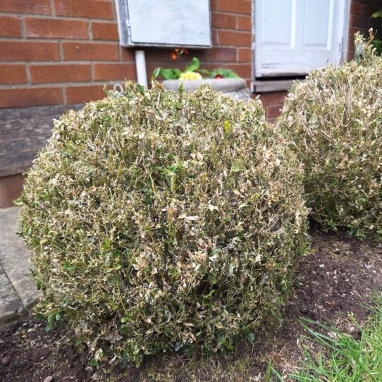 Schade aan buxus