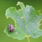 Taxuskever op blad met schade