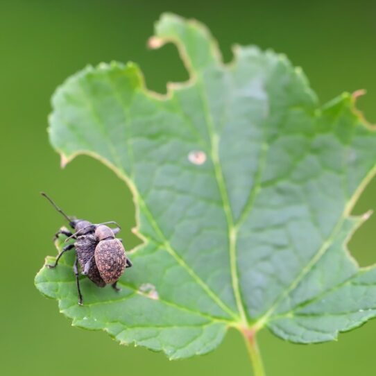 Taxuskever op blad met schade