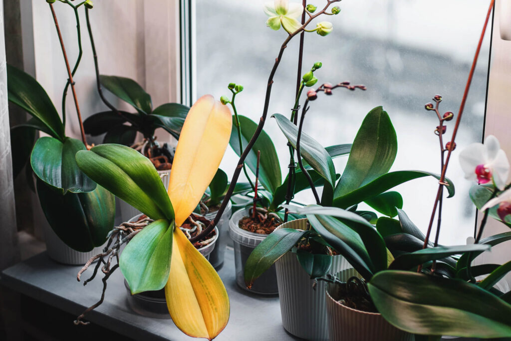 Een orchidee met gele bladeren (op de vensterbank)