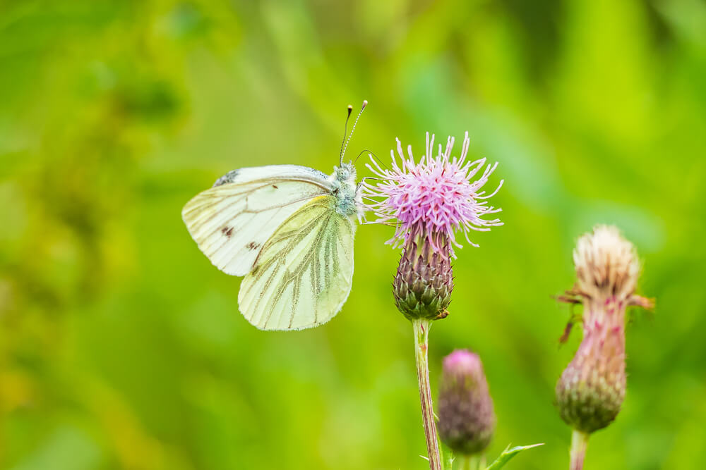 Klein koolwitje op lavendel