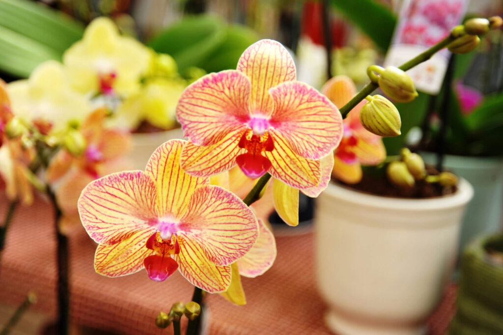 Mooie lichtgele orchidee in bloei