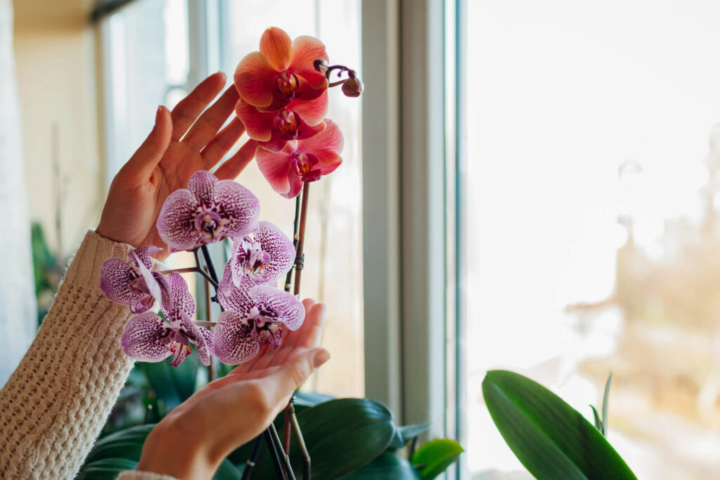 Orchidee (roze en oranje) voor het raam