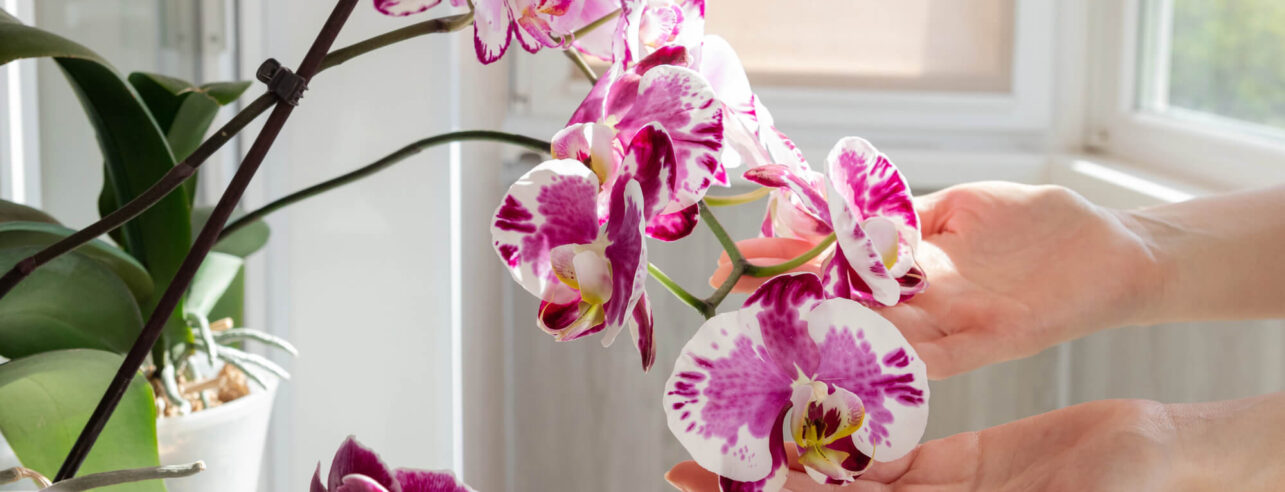 Twee handen beroeren voorzichtig een orchidee