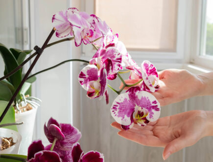 Twee handen beroeren voorzichtig een orchidee