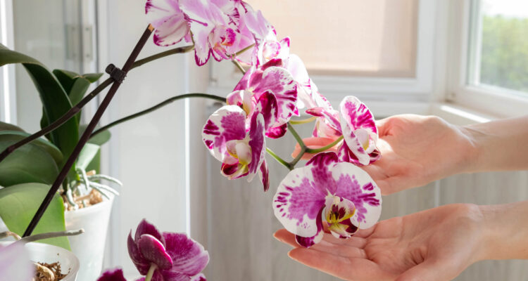 Twee handen beroeren voorzichtig een orchidee