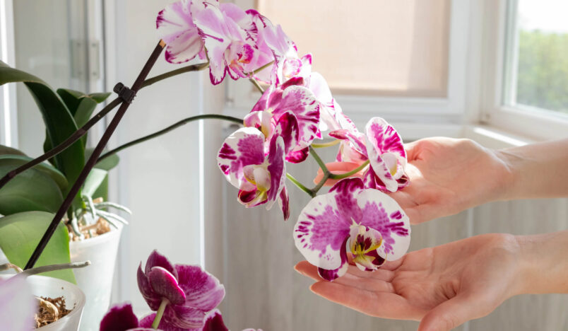 Twee handen beroeren voorzichtig een orchidee