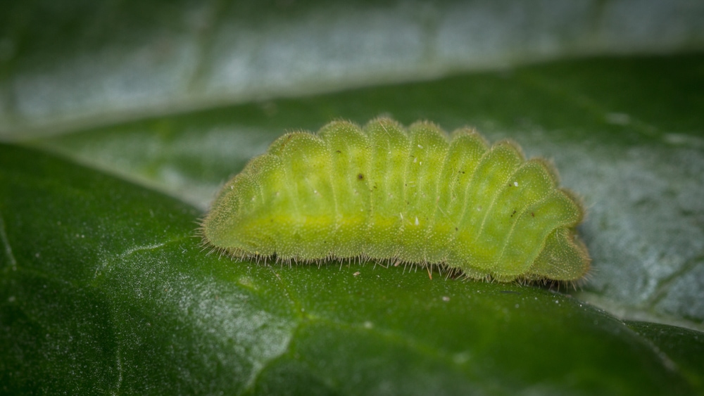 Close up van boomblauwtje rups