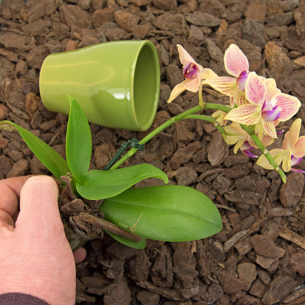 Orchidee met potje en verse potgrond