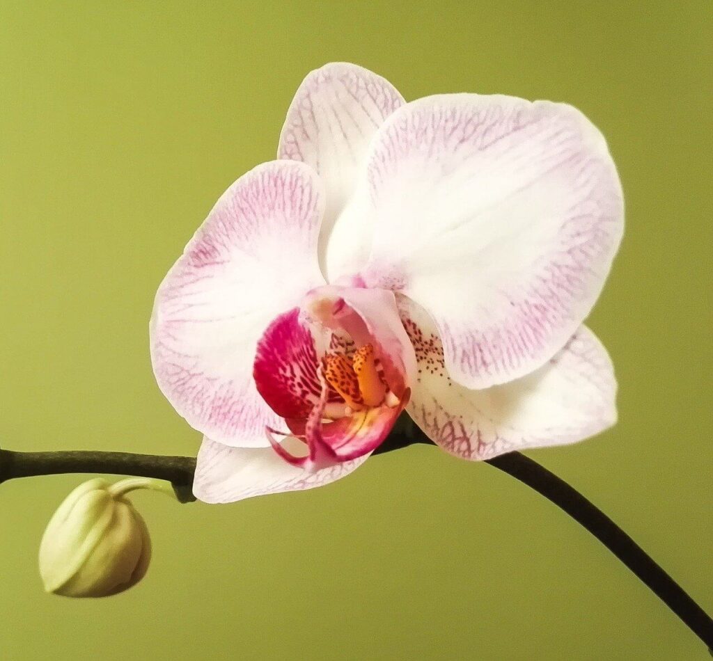 Bloem van wit met licht-roze vlinder-orchidee