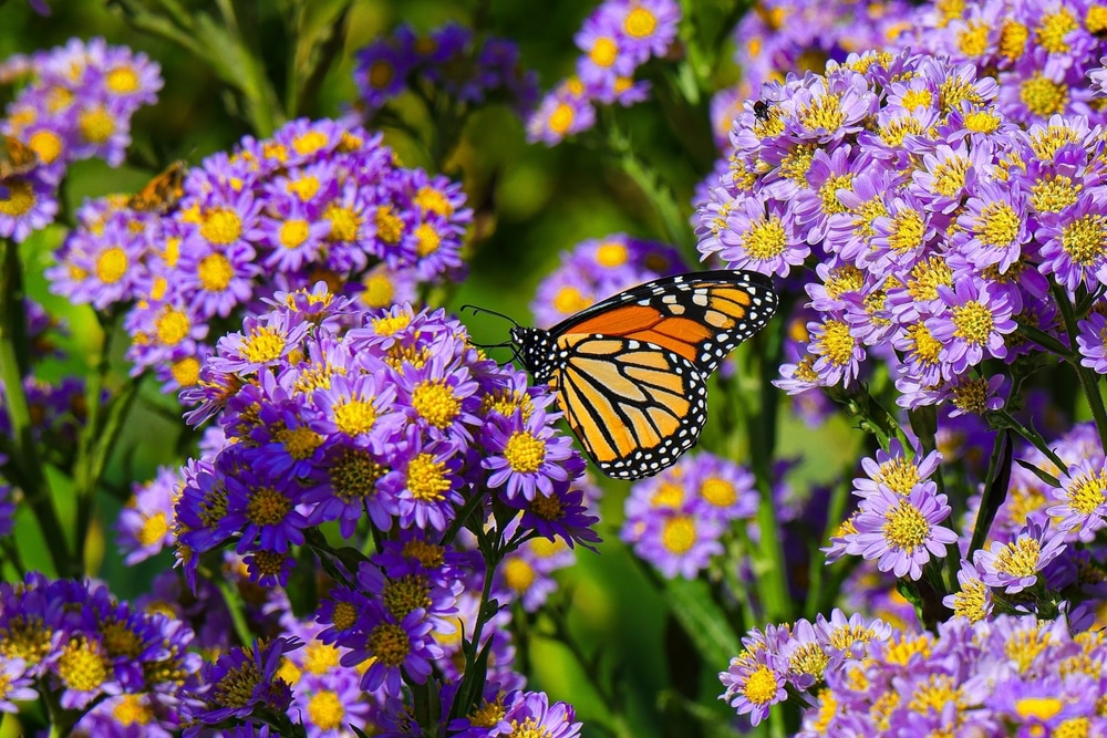 Monarchvlinder op paarse aster