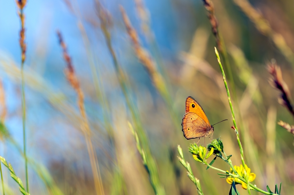 Weidebruin vlinder op bloemen inheems gras