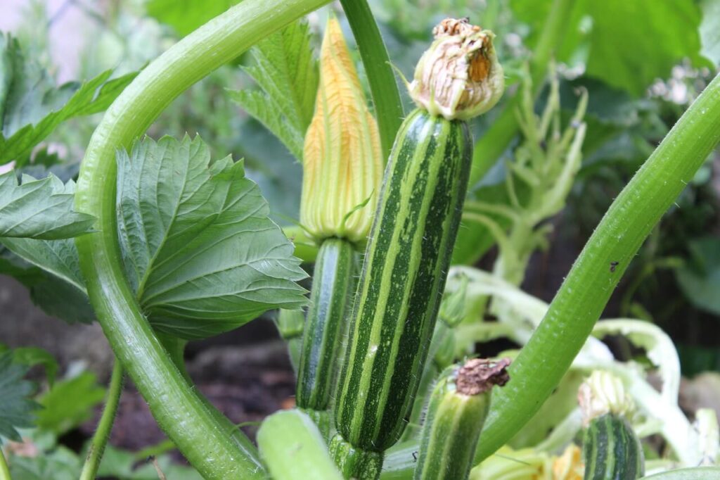 Courgetteplant met vruchten en bloemen