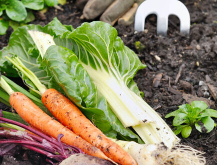 Makkelijke groente zoals wortels en bietjes uit moestuin