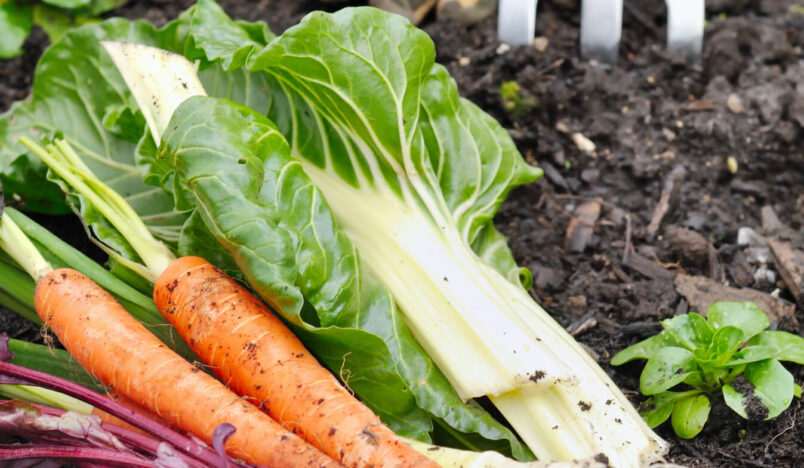 Makkelijke groente zoals wortels en bietjes uit moestuin