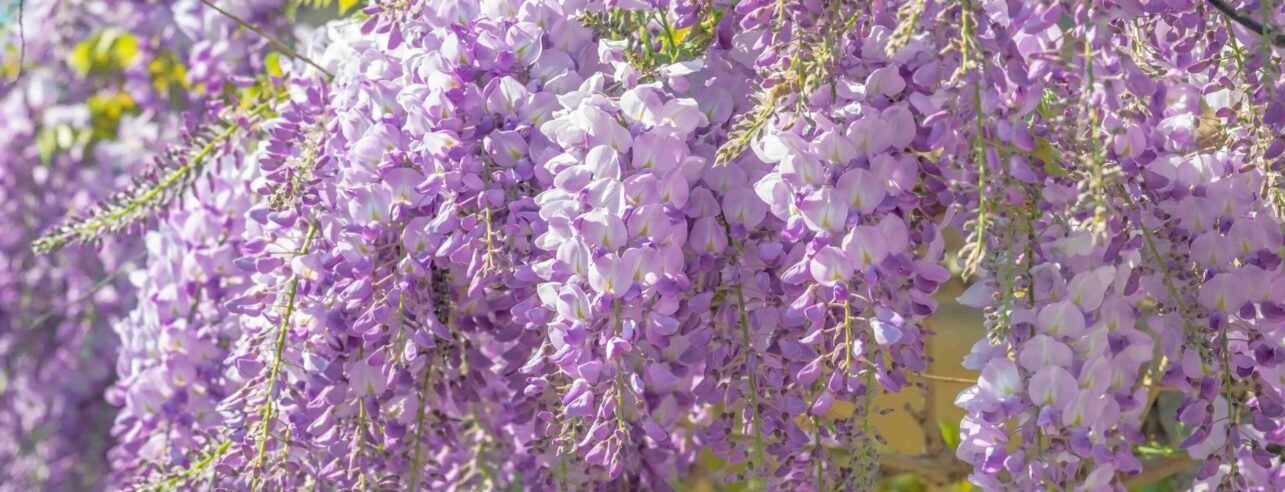 Blauwe regen bloemen close up