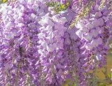 Blauwe regen bloemen close up