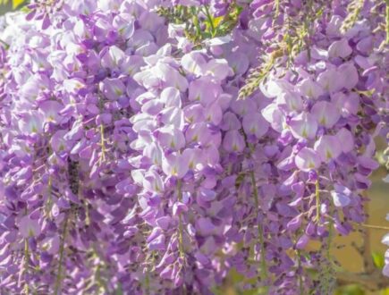 Blauwe regen bloemen close up