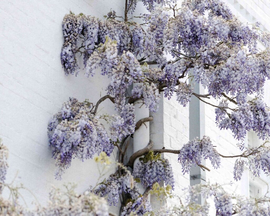 Wisteria in bloei met lichtpaarse bloemen tegen witte muur