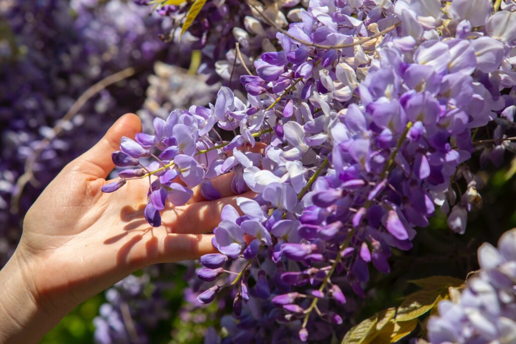 Iemand pakt voorzichtig met hand bloem van wisteria vast