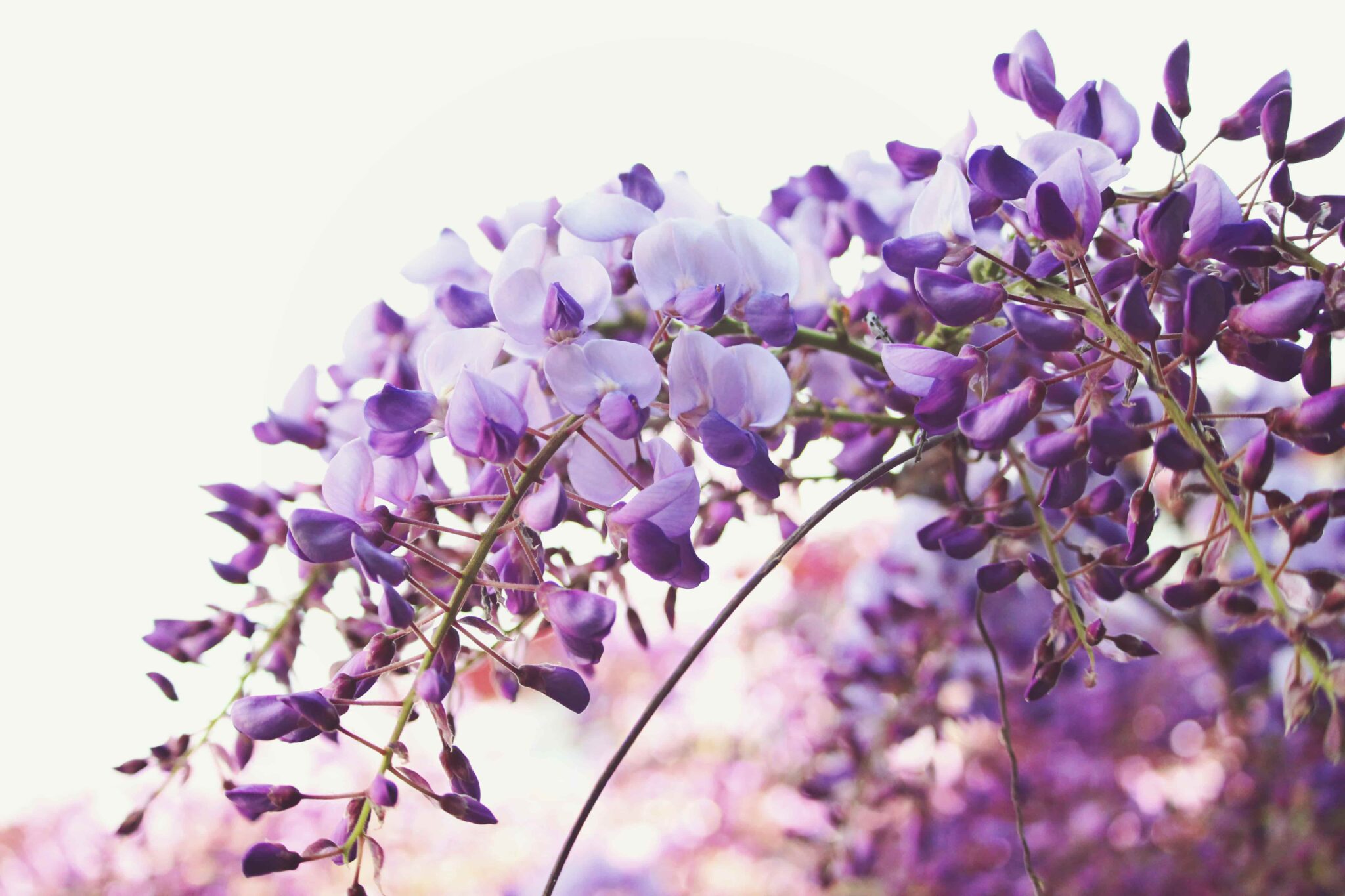 Bloemen van blauwe regen